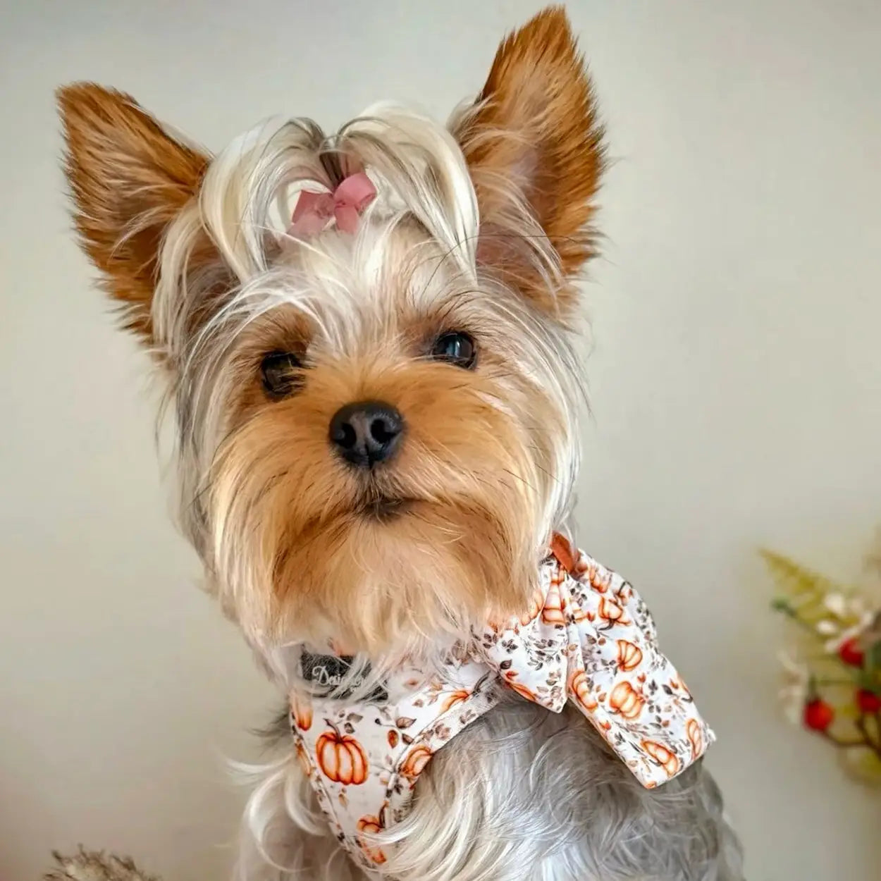 Cute Yorkshire Terrier in their Adjustable Harness, Autumn Pumpkin XXS