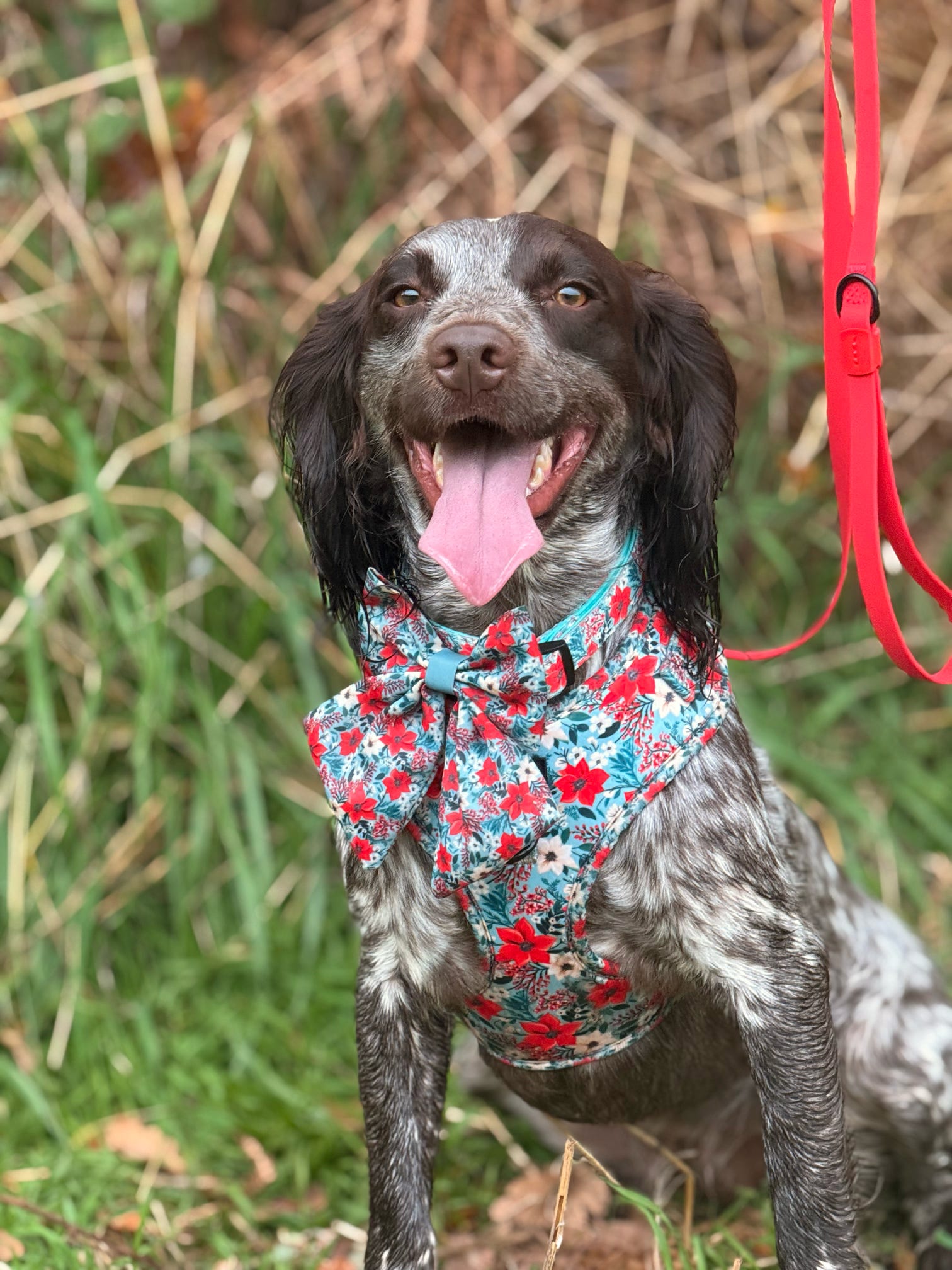 Poinsettia Garden Harnee snad Sailor Bow