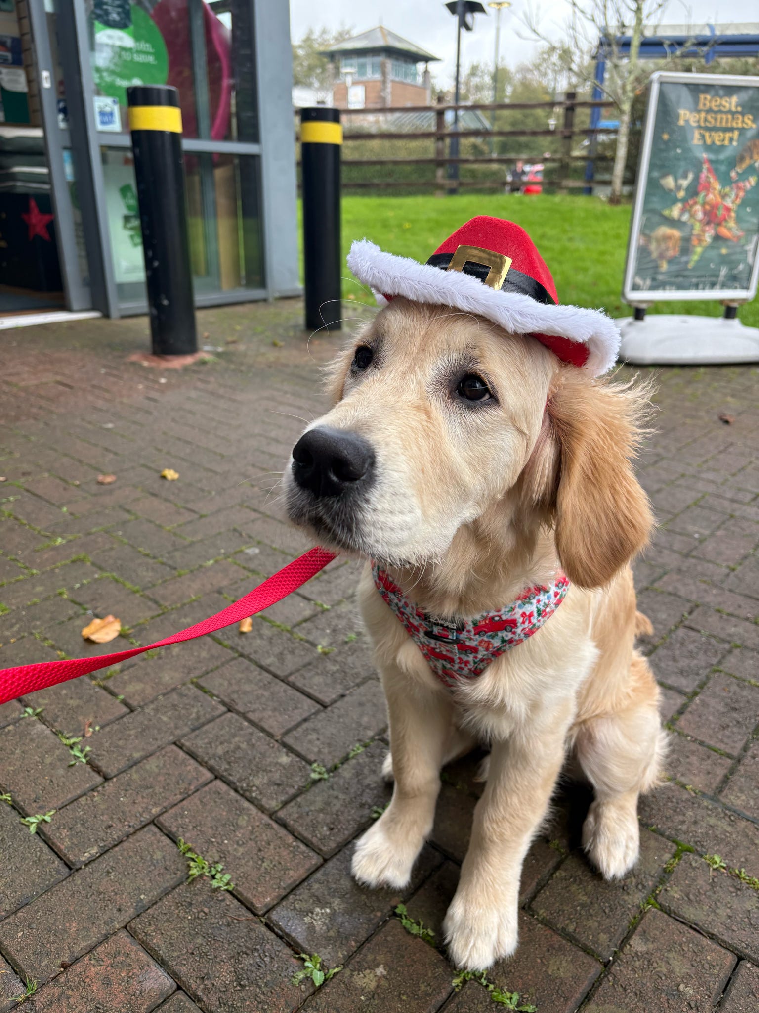 Cute dog wearing Designer Paws products