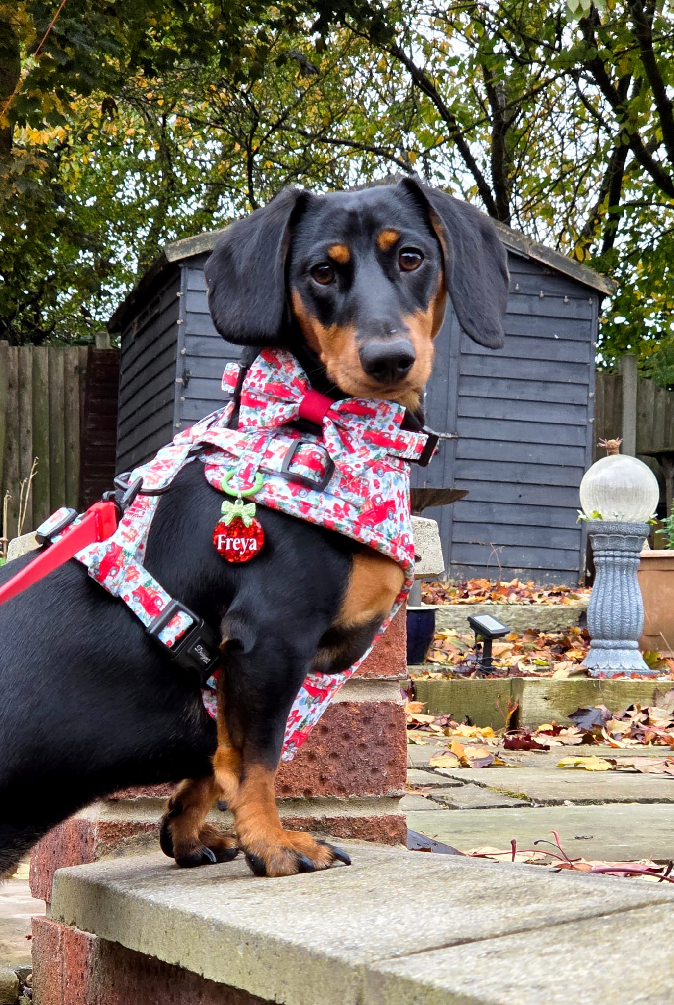 Freya wearing Designer Paws products