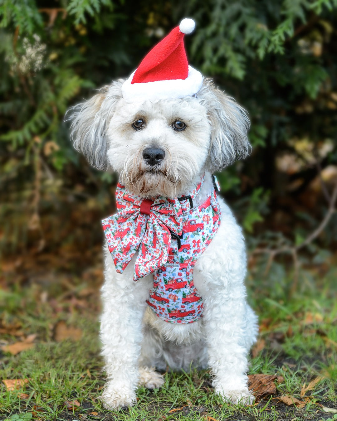 Bonnie wearing Designer Paws products and a hat
