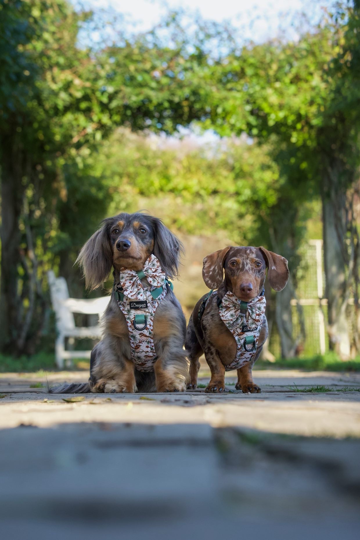 Dogs modelling Frosted finch Harness Collection