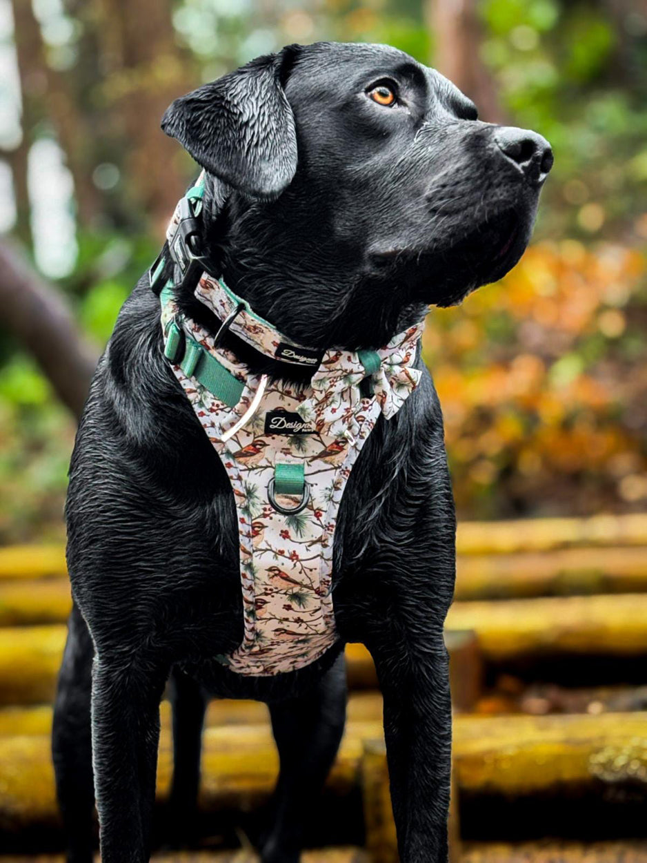 Dogs modelling Frosted finch Harness and Collar