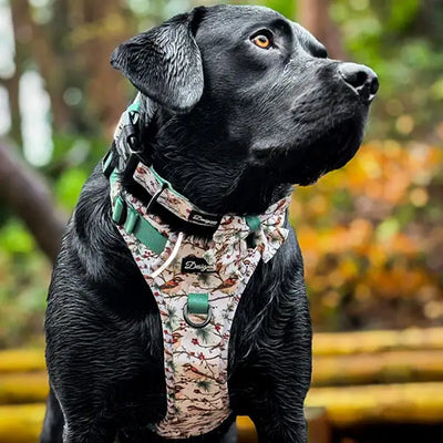 Black Lab with Frosted Finch Harness and Collar