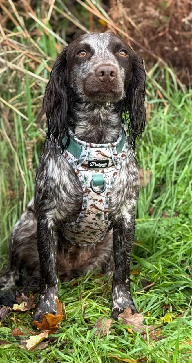 Dogs modelling Frosted Finch Harness