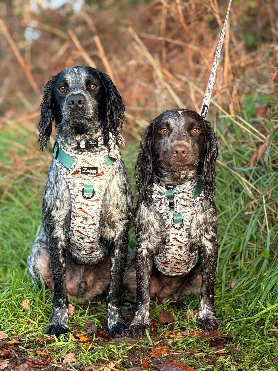 Dogs modelling Frosted finch Harness Collection
