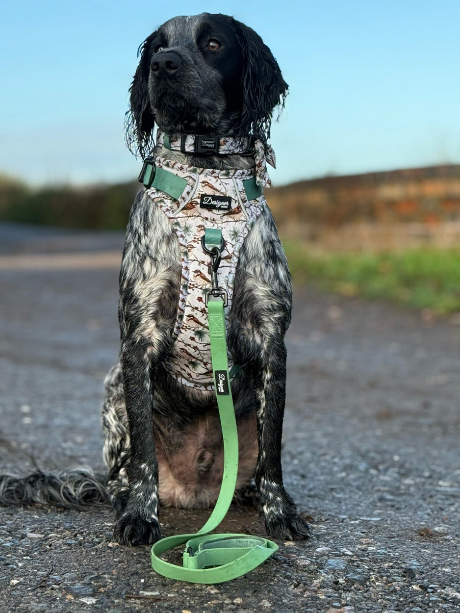 Dog modelling Frosted Finch Harness. Collar and Lead