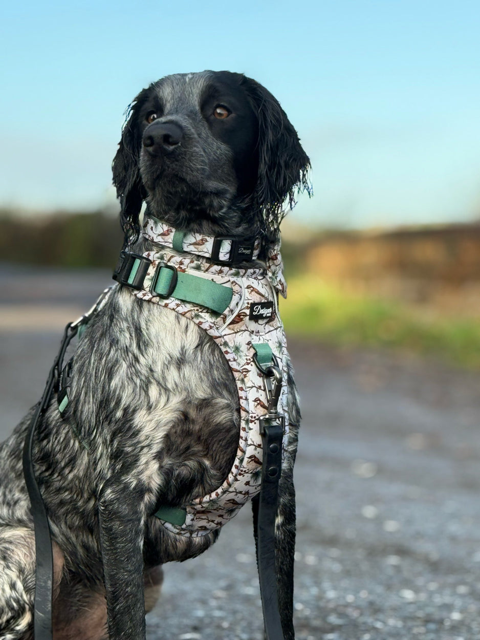 Dog modelling Frosted Finch Harness and Collar
