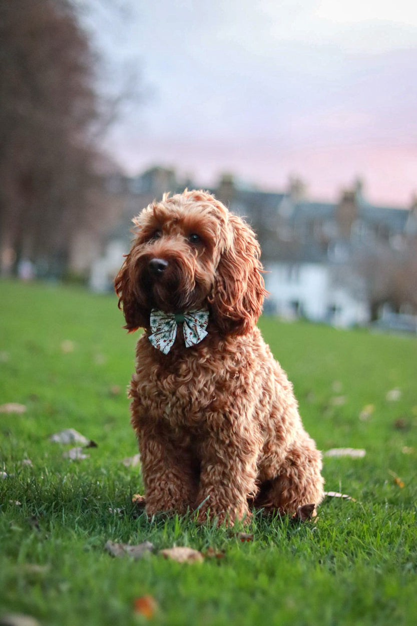 Dog modelling Frosted Finch Sailor Bow