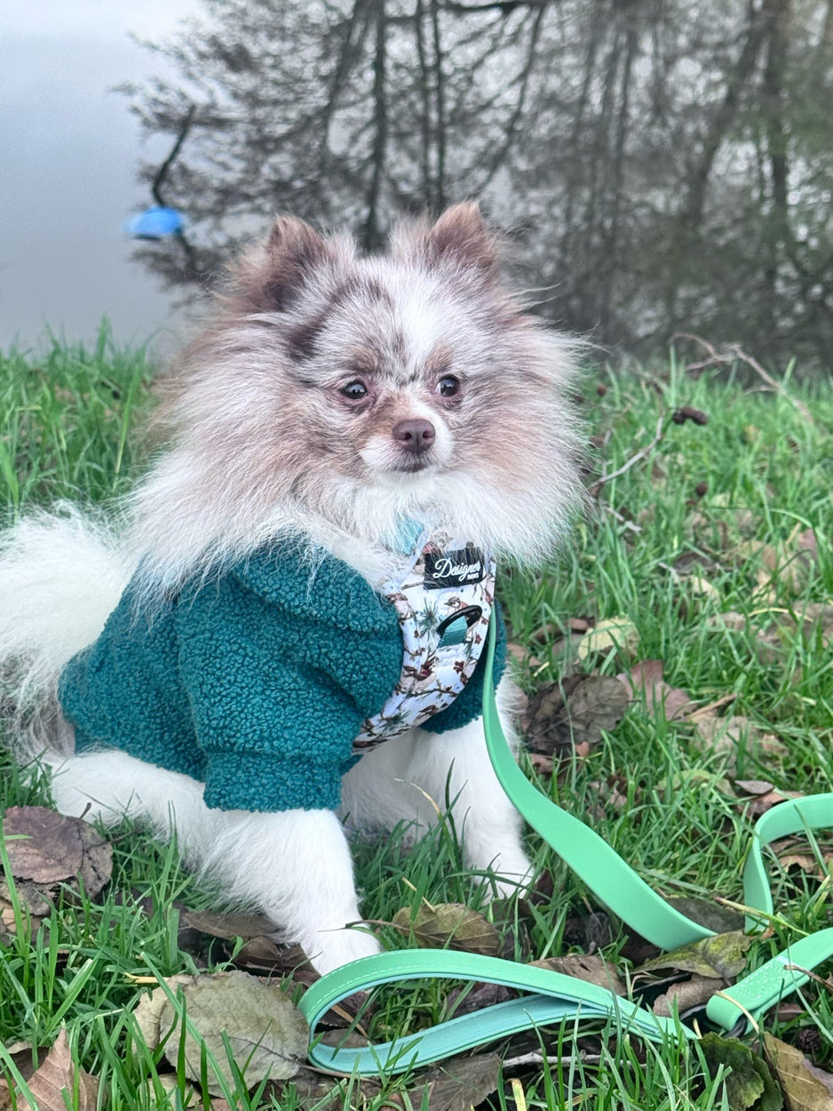 Dog modelling Frosted Finch Harness and Lead