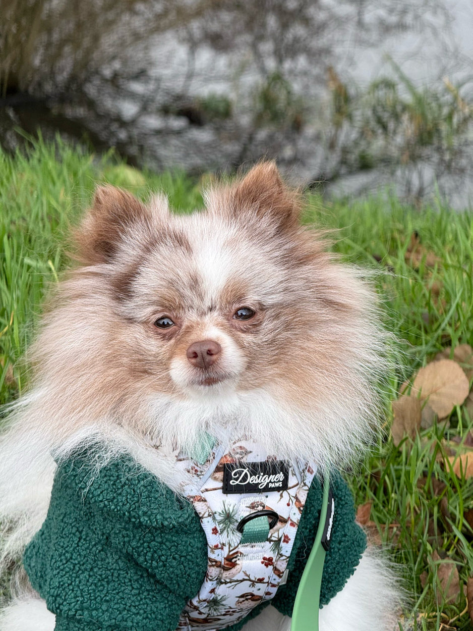 Dog modelling Frosted finch Harness and Lead