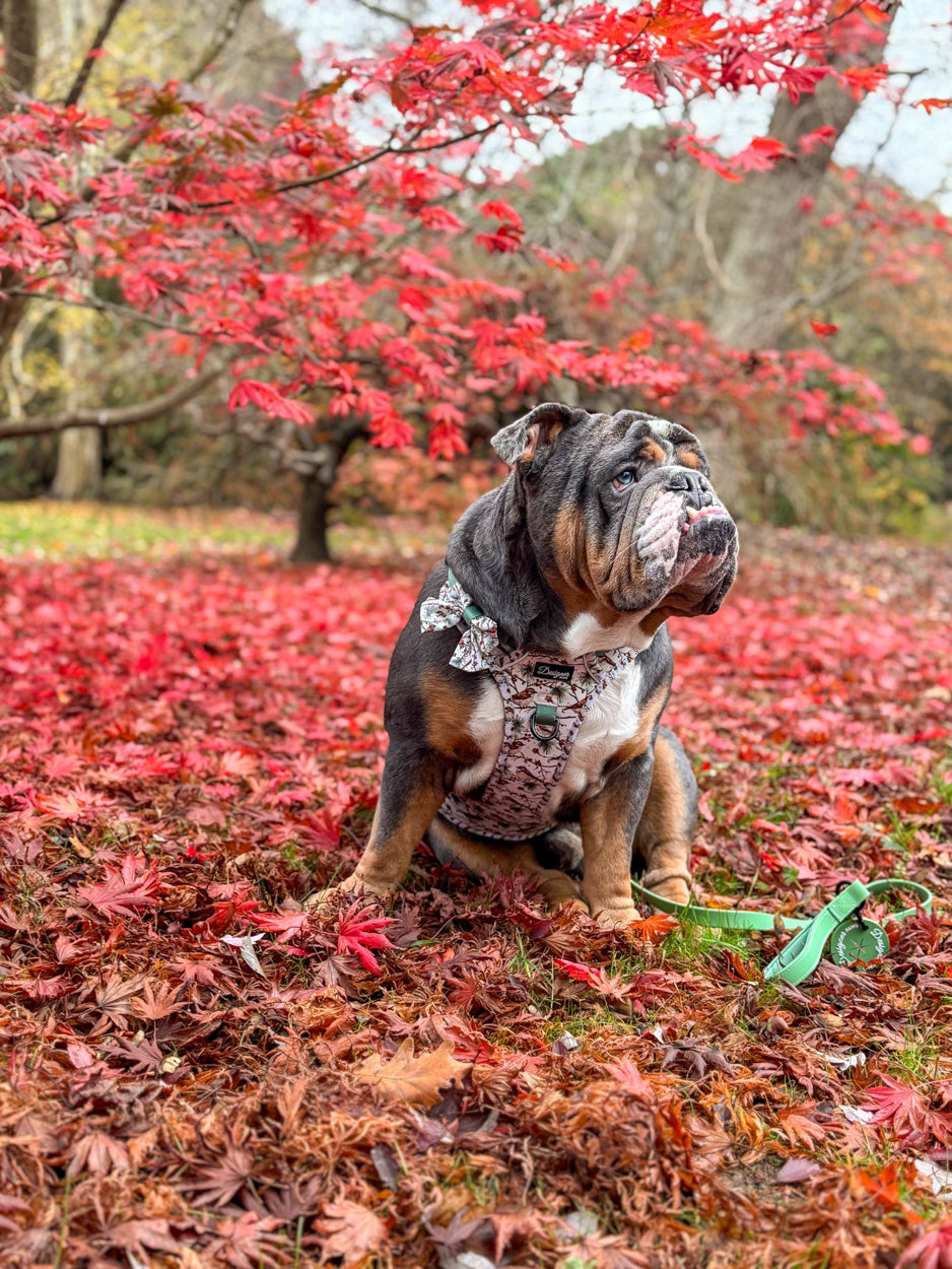 Dogs modelling Frosted Finch Harness