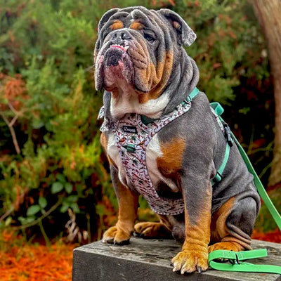 DOg with Frosted inch Harness and Green Colour Pop Lead