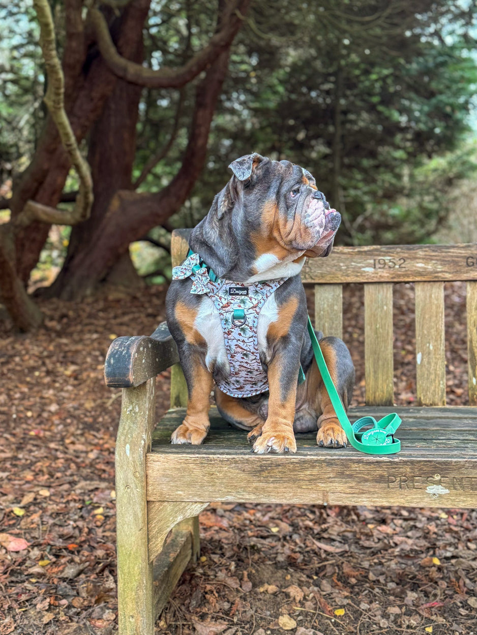 Dog modelling Frosted Finch Harness Collection on a bench