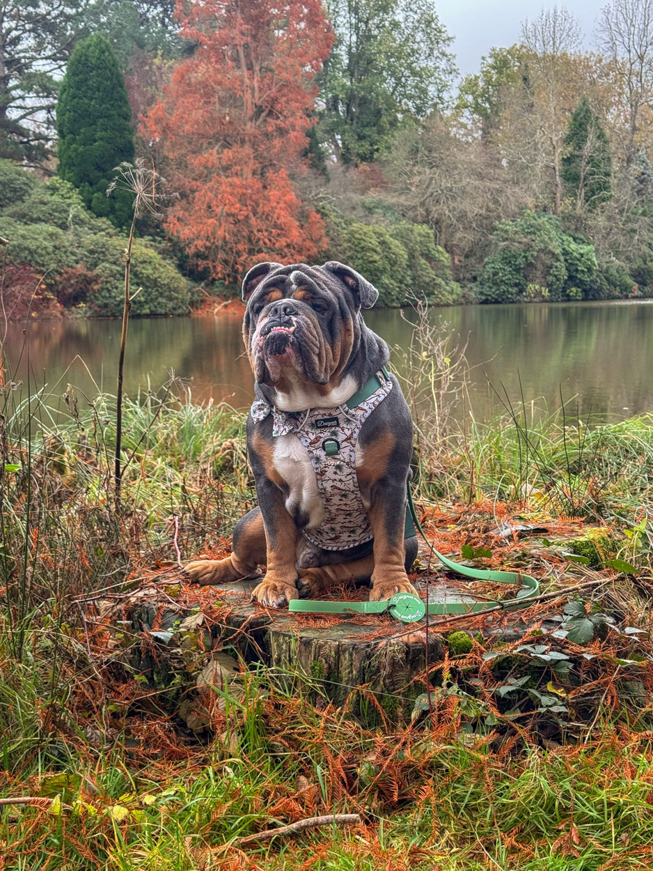 Dog modelling Frosted finch Harness and Lead by a lake