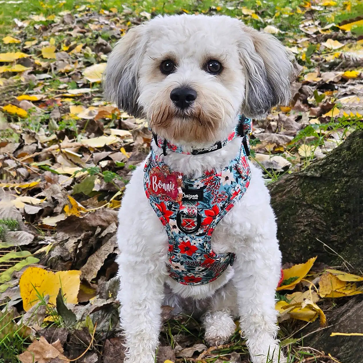 Poinsettia Garden Dog Harness