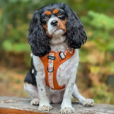 Dog image