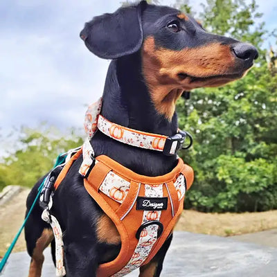 Dog image