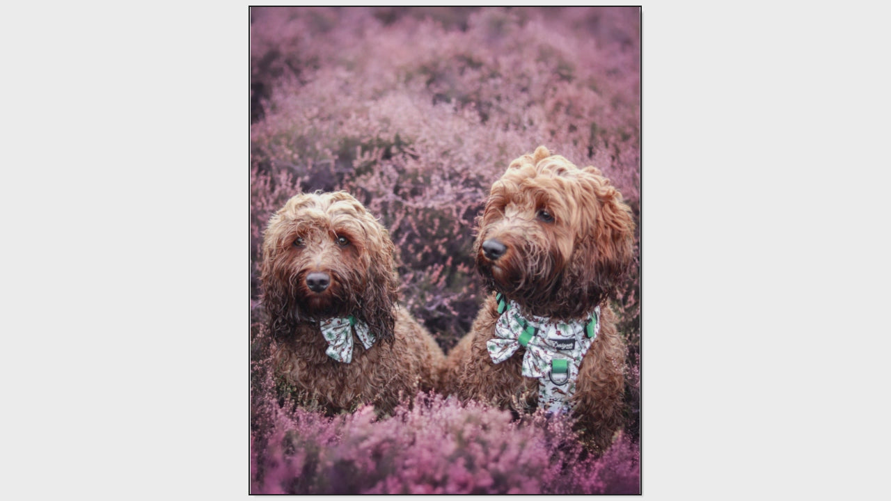 Load video: Frosted Finch Video Slide Show